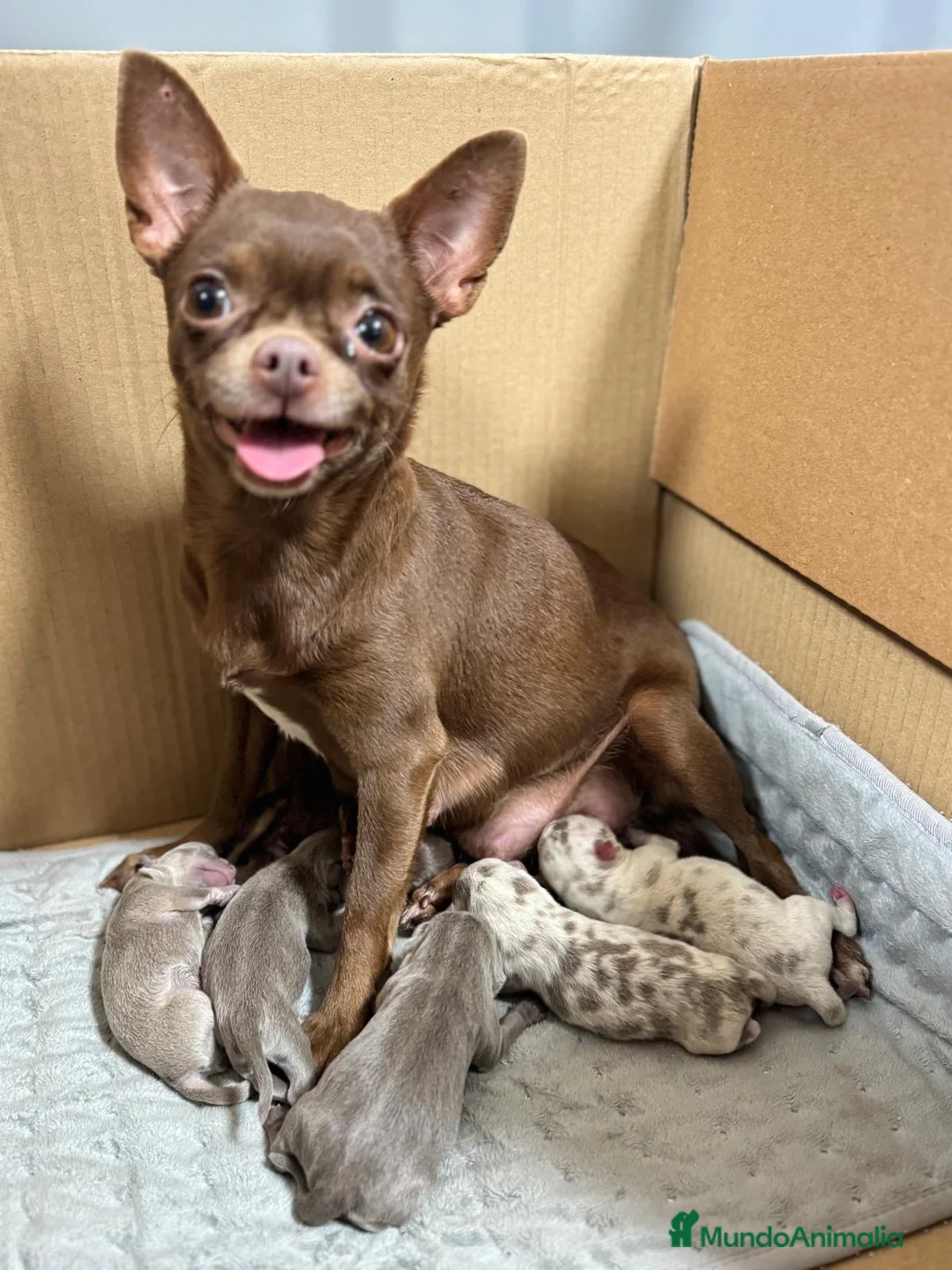 Chihuahua perros en venta: CHIHAUHUA MACHO- COLORES EXOTICOS - Anuncio 1