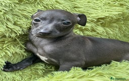 Pequeño Lebrel Italiano perros en venta: Piccolo  gris humo  - Imagen 3