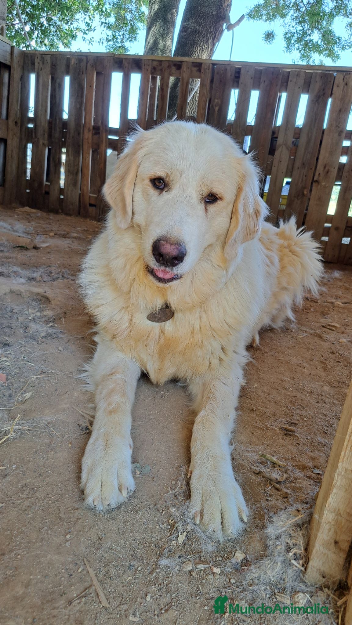 Perro de Montaña de los Pirineos perros Hembra Montaña de los Pirineos muy buen caracter - Anuncio 1