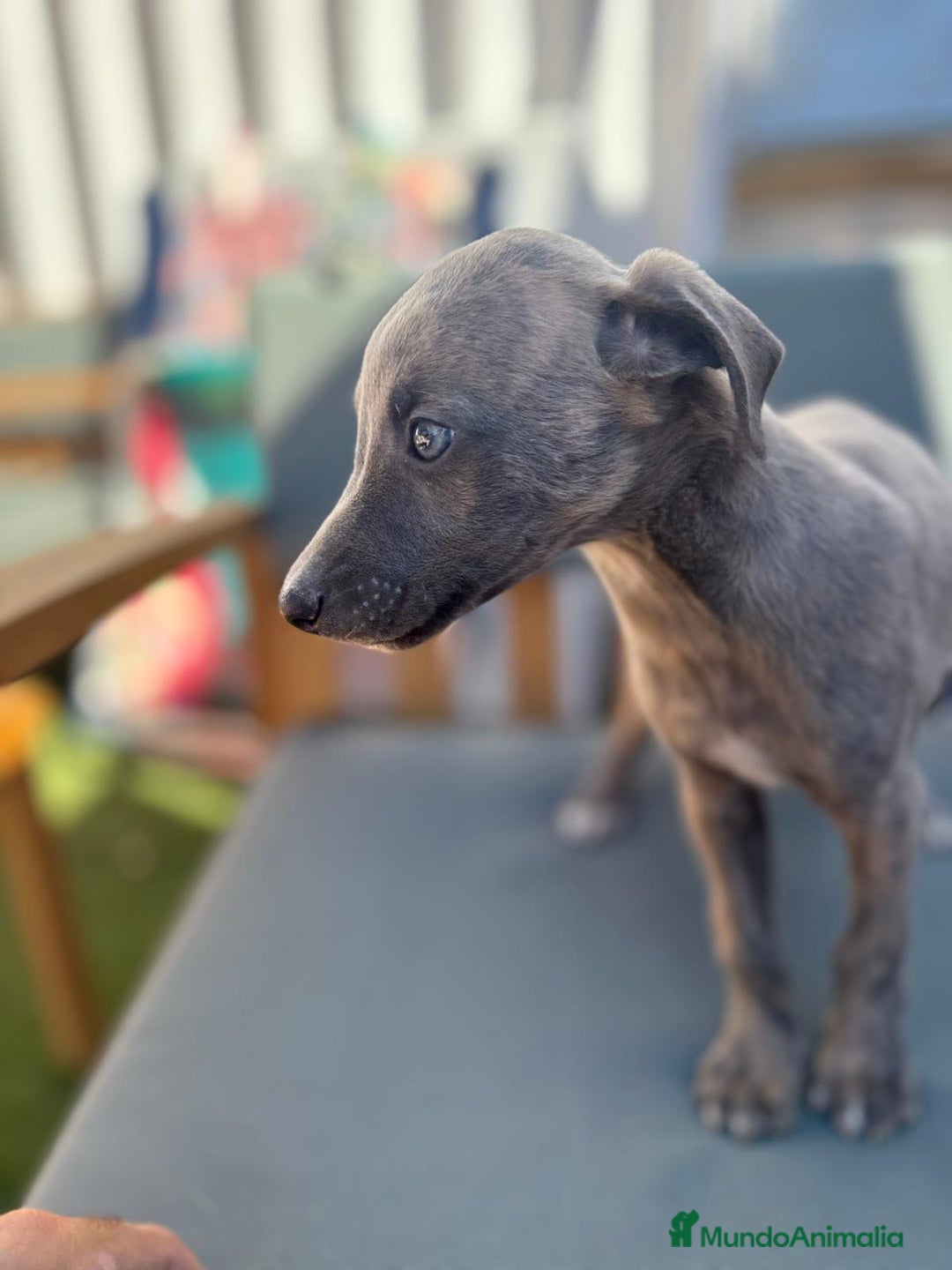 Whippet perros en venta: Whippet VERDINO  - Imagen 6