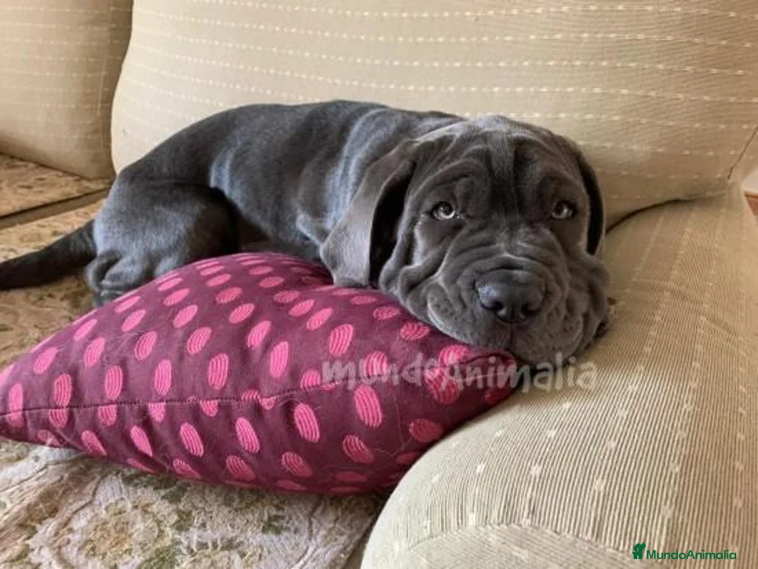 Imagen de galería {{count}}