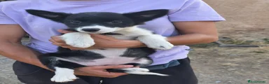 Border Collie 2