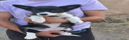 Border Collie perros en venta: Cachorros border collie puros - Anuncio 2