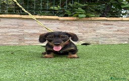 Teckel perros en venta: Disponible preciso teckel pelo duro - Imagen 5