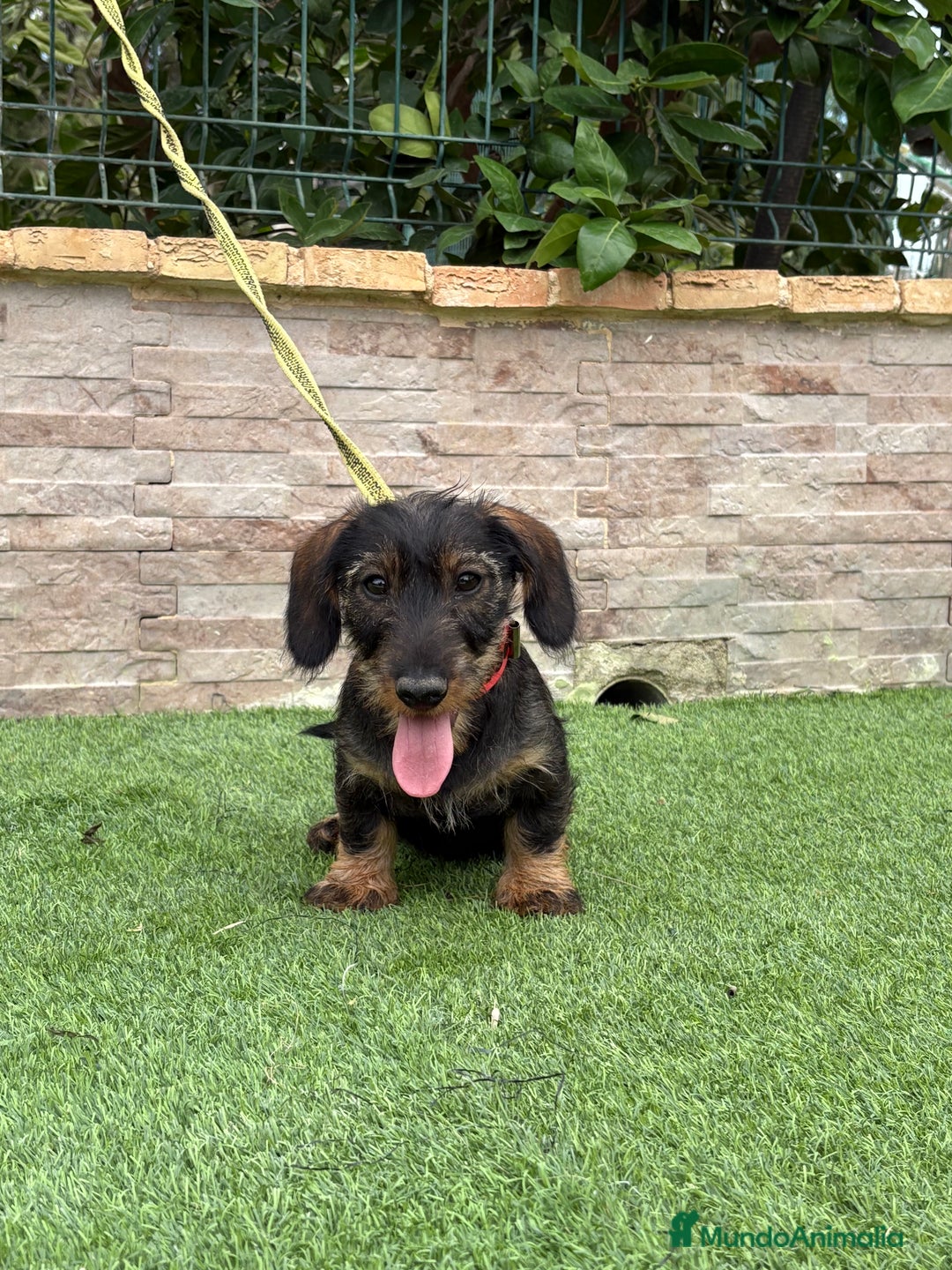 Teckel perros en venta: Disponible preciso teckel pelo duro - Imagen 5