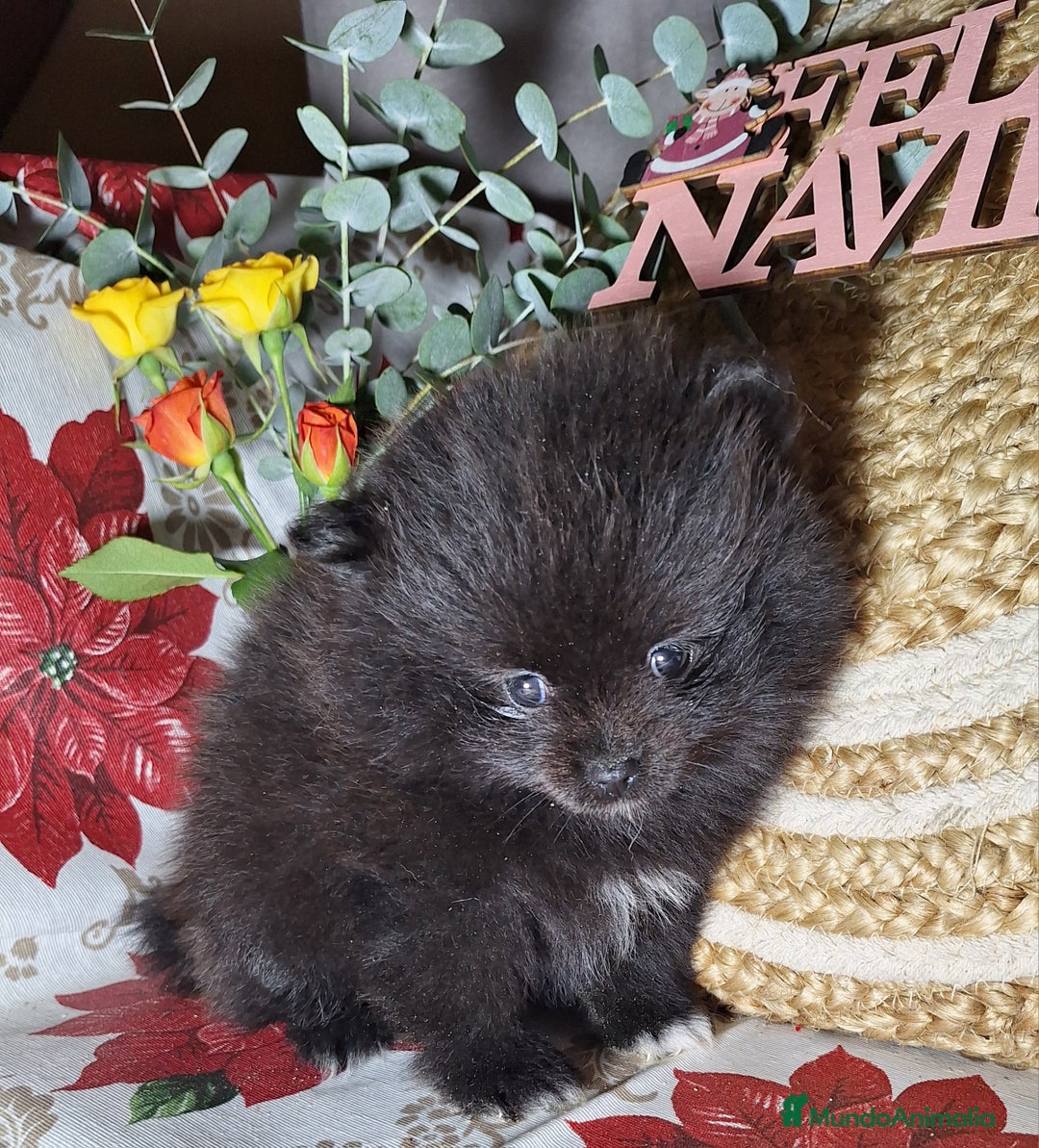 Pomerania perros en venta: POMERANIA  - Anuncio 4