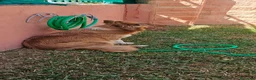 Border Collie perros en venta: CACHORROS DE BORDER COLLIE - Anuncio 1