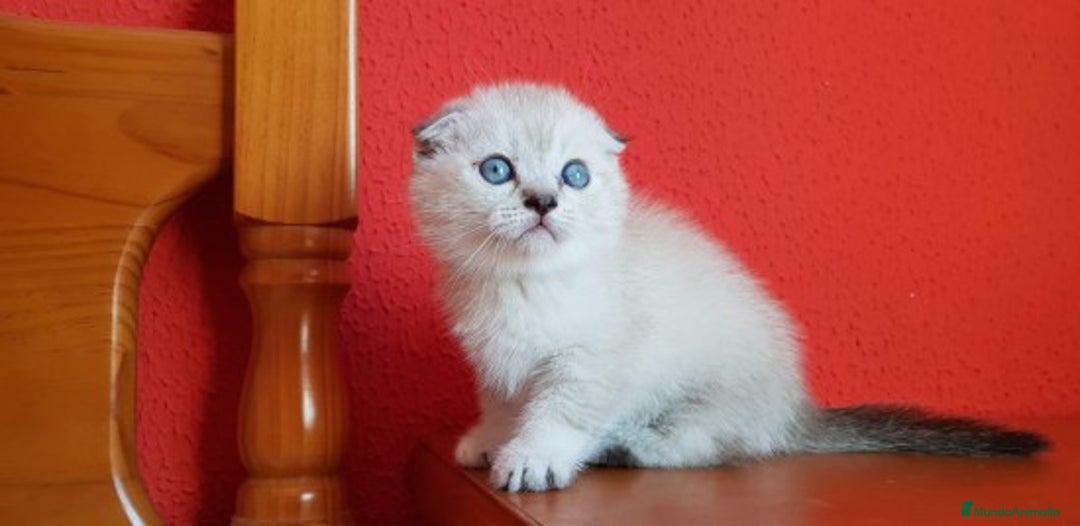 Imagen de galería {{count}}