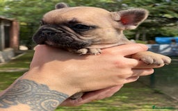 Bulldog Francés perros en venta: Bulldog fawn hembra  - Imagen 2