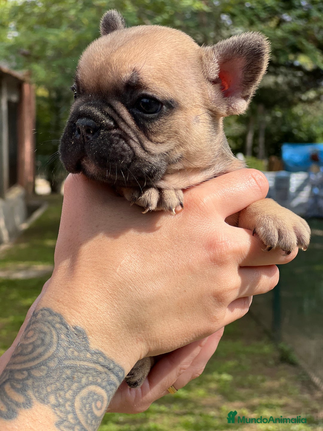 Bulldog Francés perros en venta: Bulldog fawn hembra  - Imagen 2