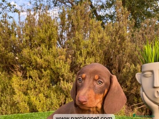 Teckel perros - Anuncio 9