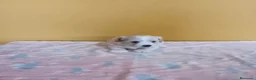 Maltipoo perros en venta: Maltipoo machos - Anuncio 2
