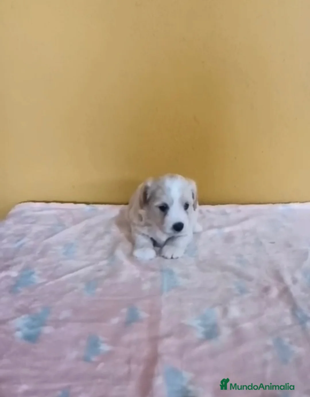 Maltipoo perros en venta: Maltipoo machos - Anuncio 2