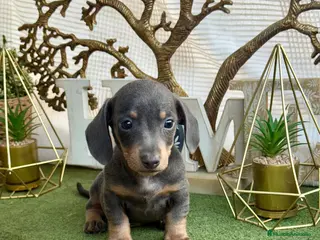 Teckel Miniatura perros Teckel Blue and tan kanichen espectaculares - Anuncio 1