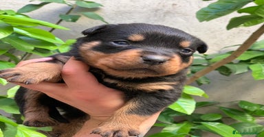 Rottweiler perros Rottweiler en Albacete - Anuncio 6