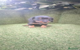 Teckel Miniatura perros en venta: teckel miniatura pelo basto arlequín y negro fuego - Imagen 19