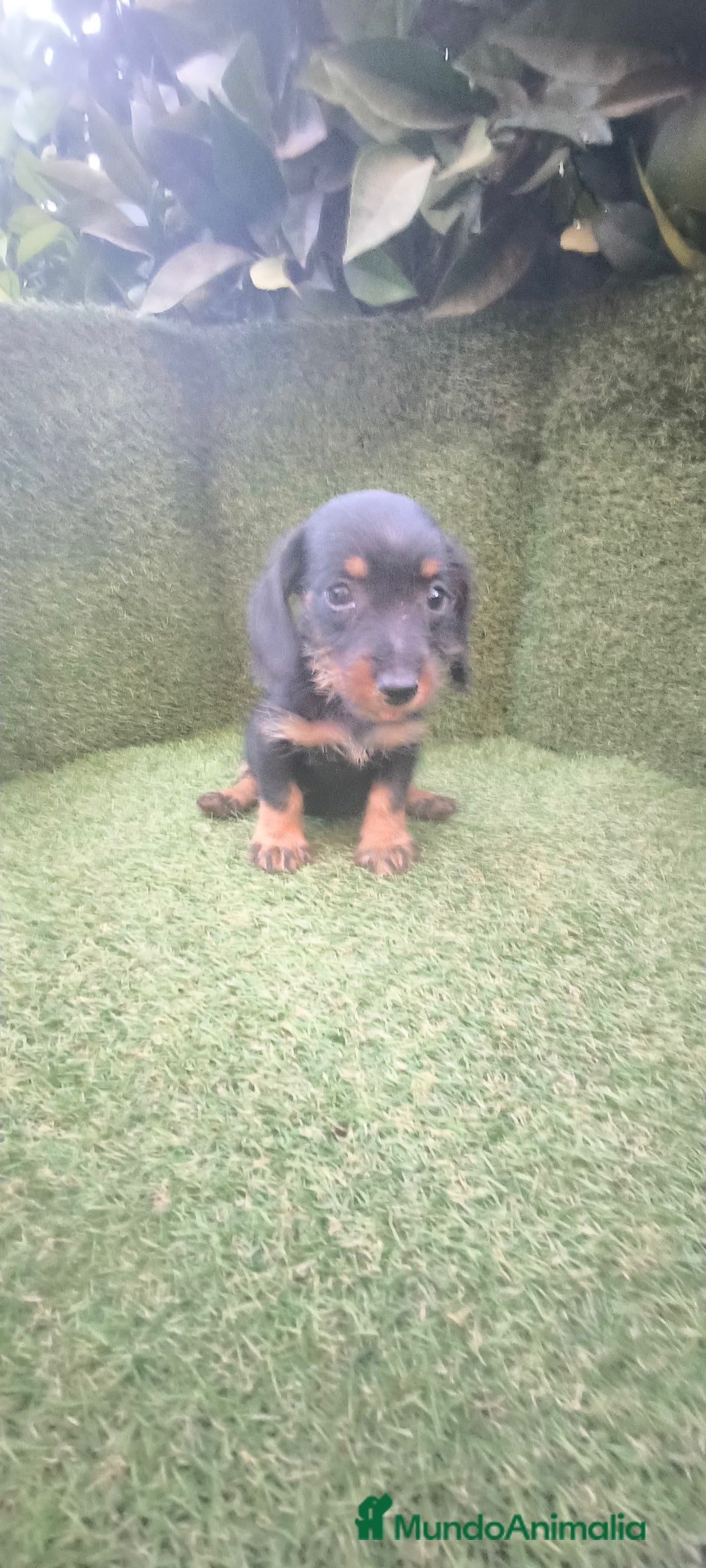 Teckel Miniatura perros en venta: teckel miniatura pelo basto arlequín y negro fuego - Imagen 19