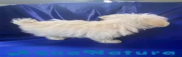 Bichón Habanero perros en venta: Havapoo Macho 1748 de Kis AQUANATURA - Anuncio 4