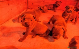 Staffordshire Bull Terrier perros en venta: Staffordshire bull terrier Blue - Imagen 6