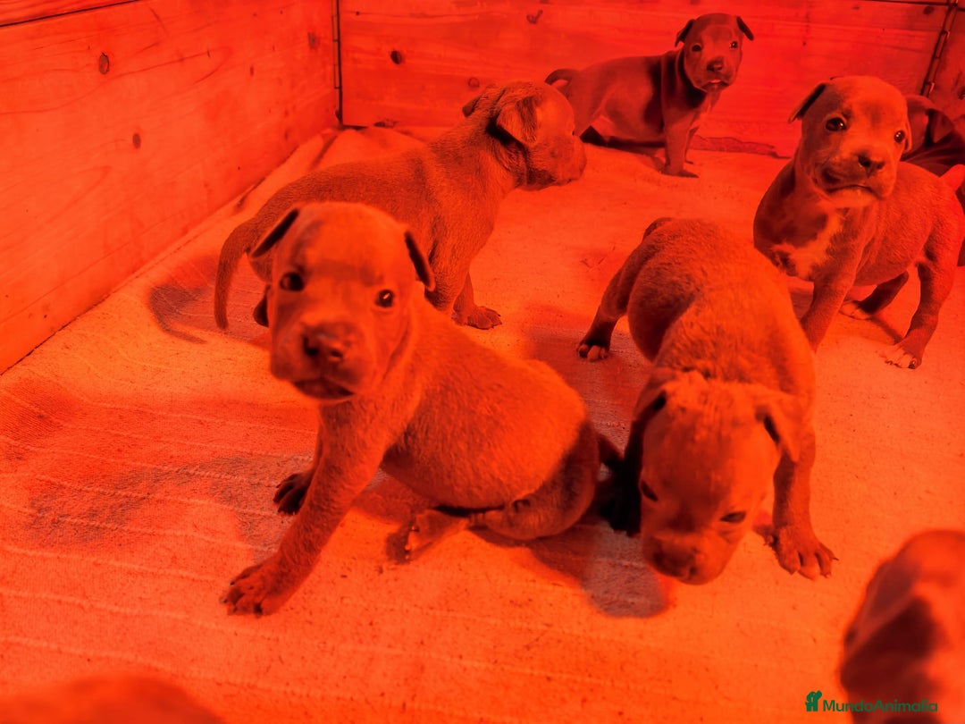 Staffordshire Bull Terrier perros en venta: Staffordshire bull terrier Blue - Imagen 6