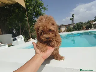 Maltipoo perros Maltipoo - Anuncio 22