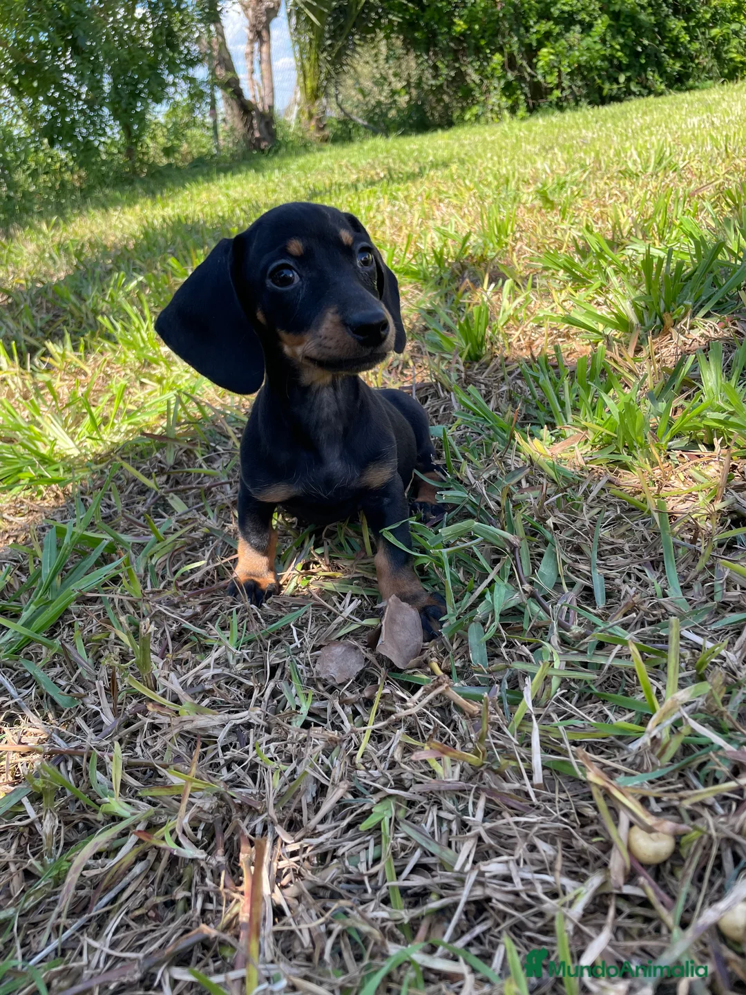 Teckel Miniatura perros en venta: Tecke miniatura listos para entregar  - Anuncio 1