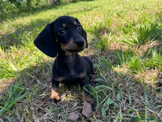 Teckel Miniatura perros Tecke miniatura listos para entregar - Anuncio 1