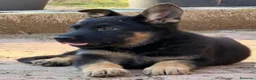 Pastor Alemán perros en venta: Cachorros pastor alemán de trabajo  - Anuncio 7