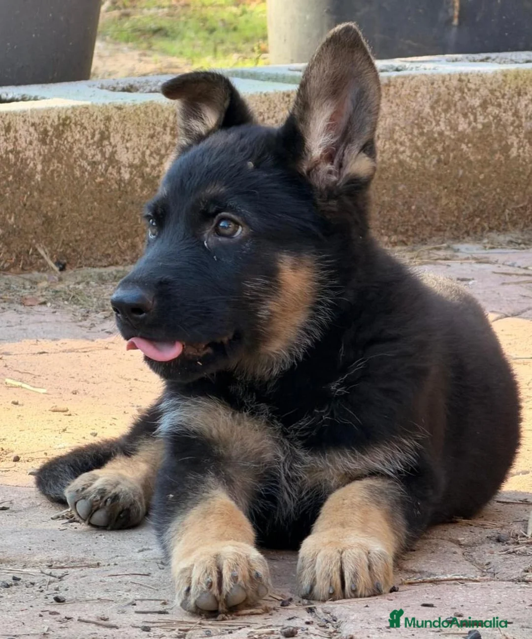 Pastor Alemán perros en venta: Cachorros pastor alemán de trabajo  - Anuncio 7