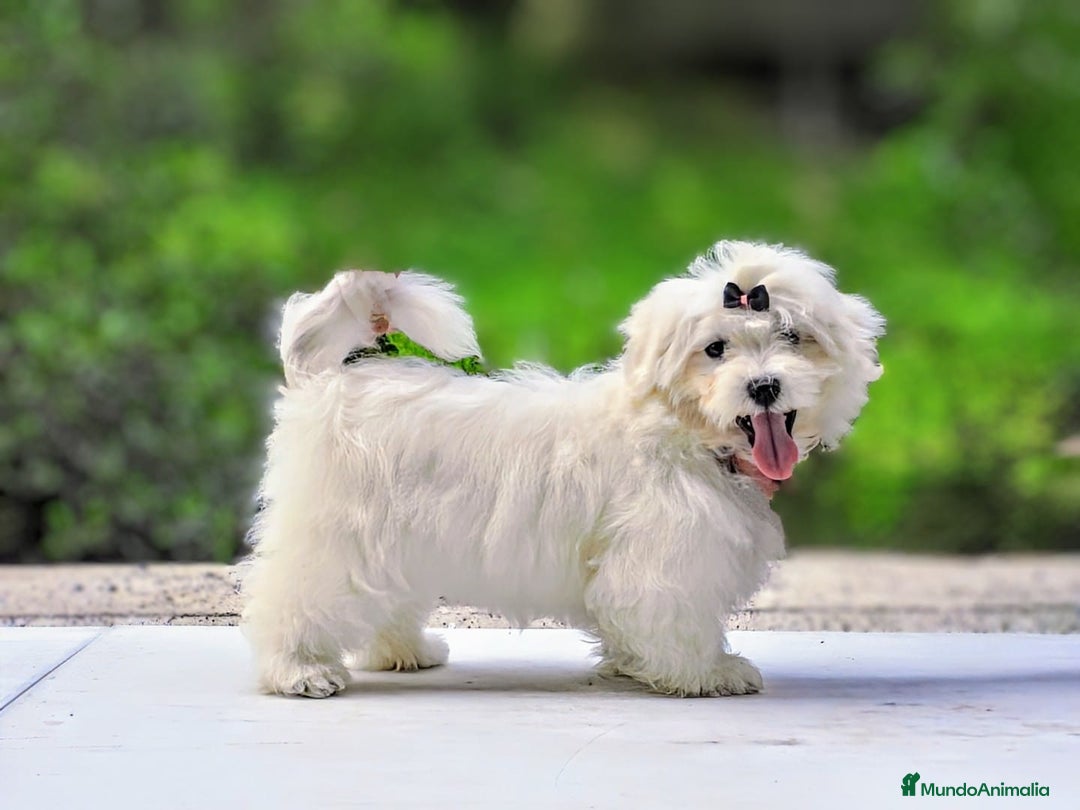 Bichón Maltés perros en venta: Camada de bichón maltés - Imagen 30