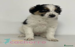 Border Collie perros en venta: BORDER COLLIE - Imagen 1