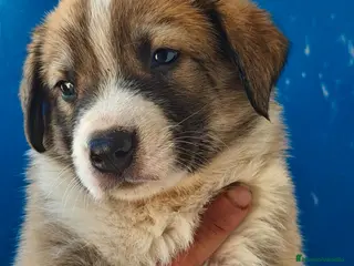 Mastín Español perros Mastin español - Anuncio 2