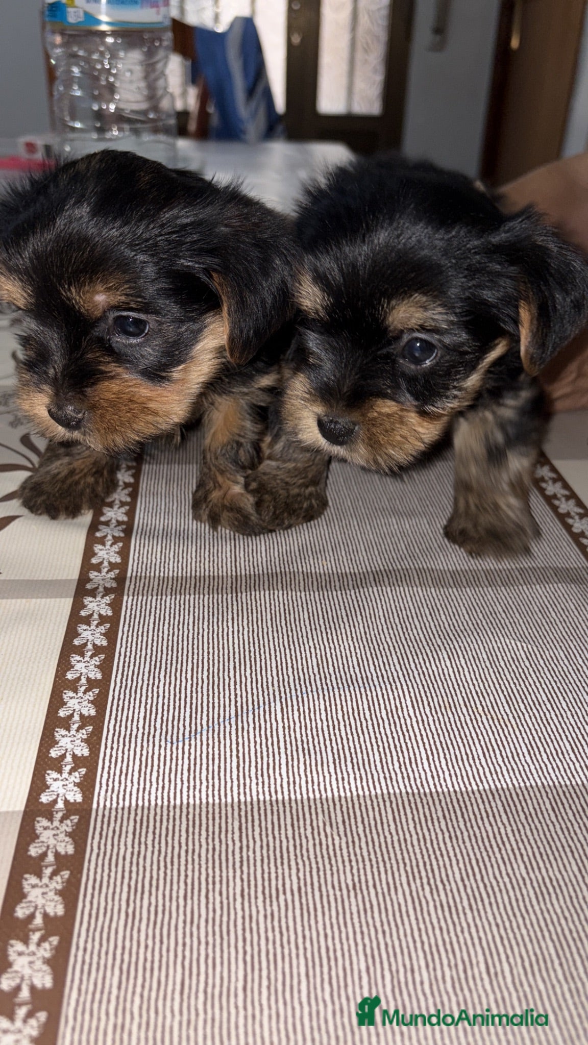 Yorkshire Terrier perros yorkshire terrier - Anuncio 1