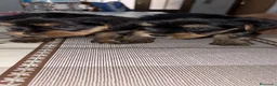Yorkshire Terrier perros en venta: yorkshire terrier - Anuncio 1