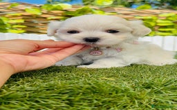 Bichón Maltés perros en venta: BICHÓN MALTÉS HEMBRA - Imagen 5