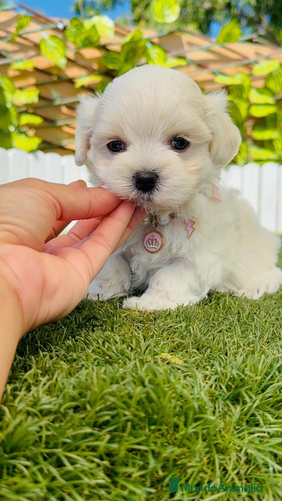 Bichón Maltés perros en venta: BICHÓN MALTÉS HEMBRA - Imagen 5