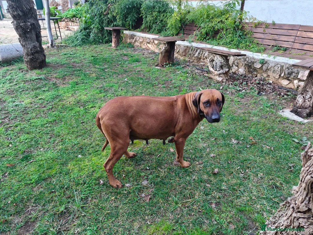 Rhodesian Ridgeback perros en venta: Rodhesian Ridgeback cachorros - Anuncio 14