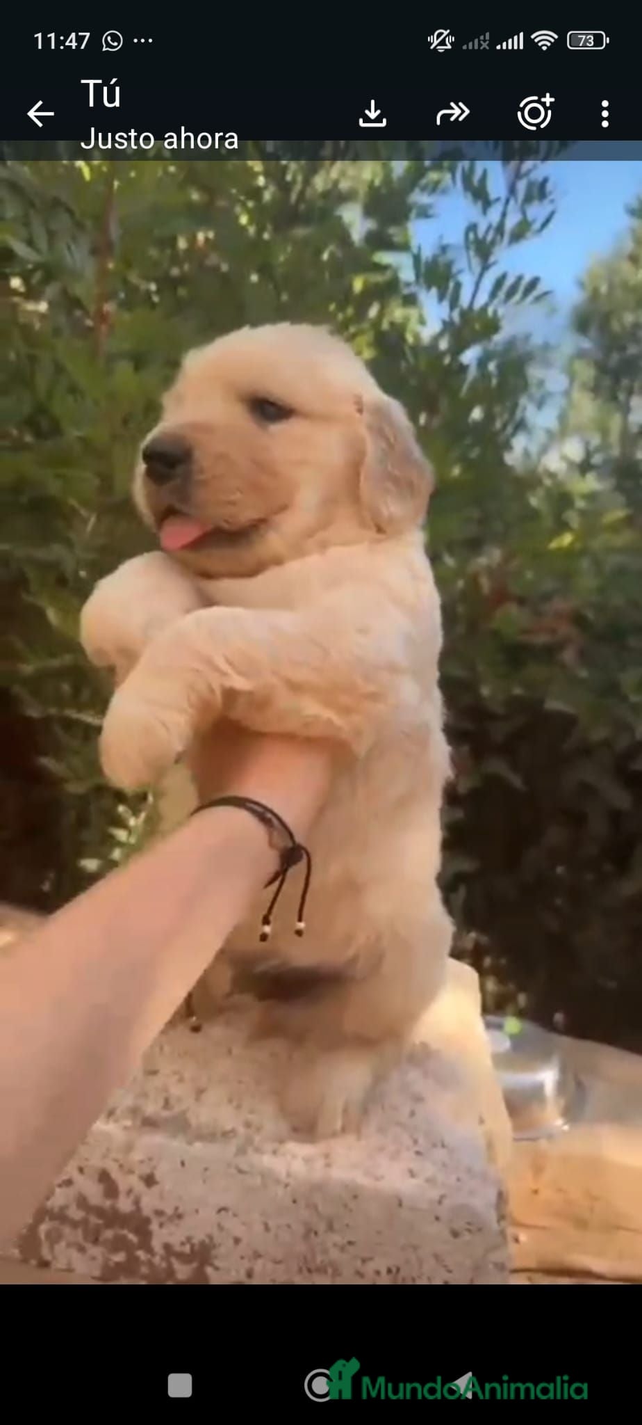 Golden Retriever perros  golden detriever  - Anuncio 1