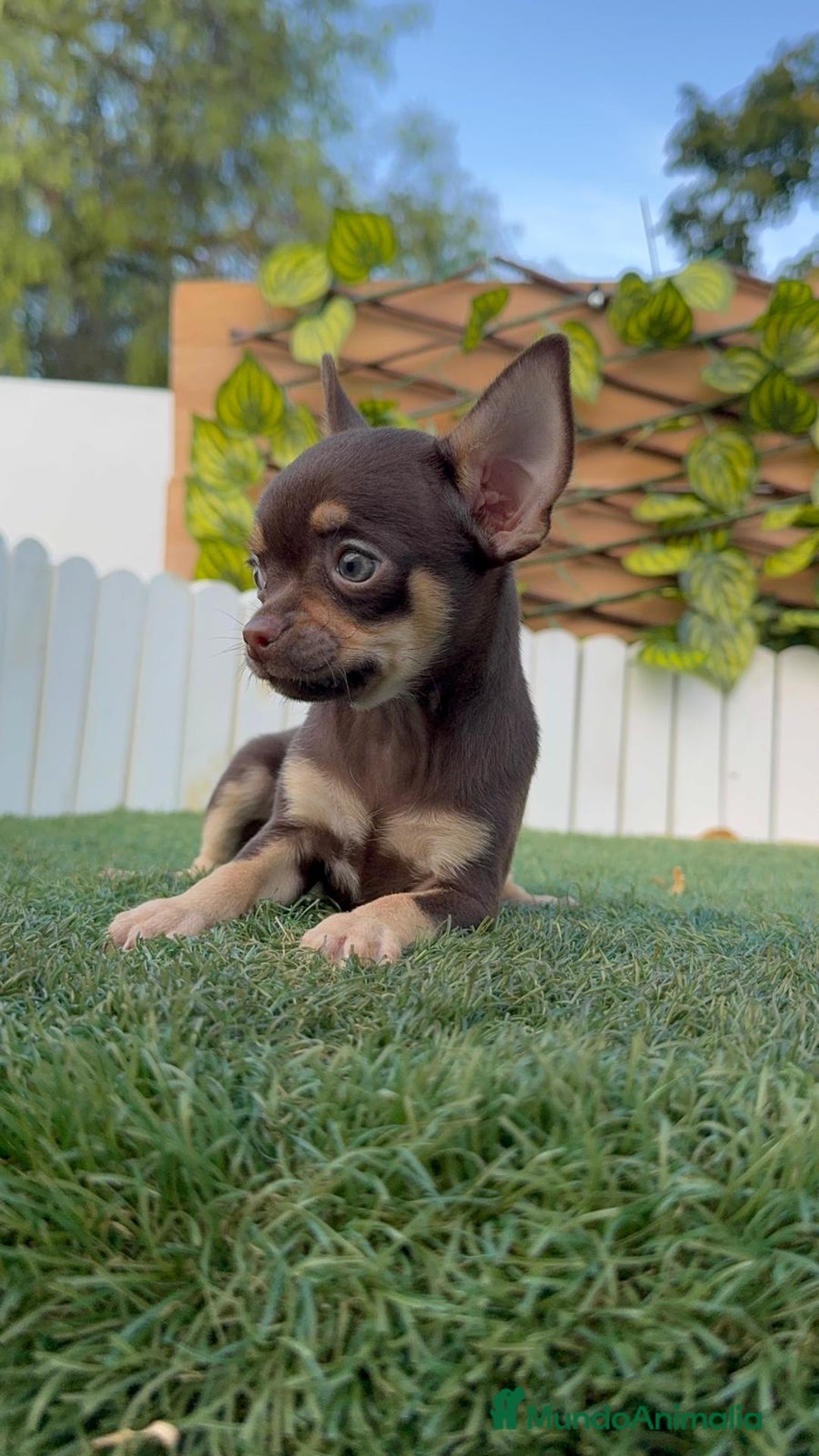 Chihuahua perros en venta: CHIHUAHUA MACHO - Imagen 14