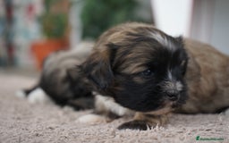 Maltipoo perros en venta: 🐾 Maxi y Boom – Maltipoo en sus primeros días 🌼 - Imagen 10