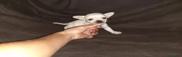 Chihuahua perros en venta: Chihuahua mini en Badajoz - Anuncio 1