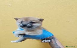 Shiba Inu perros en venta: Cachorros de Shiba Inu - Imagen 4