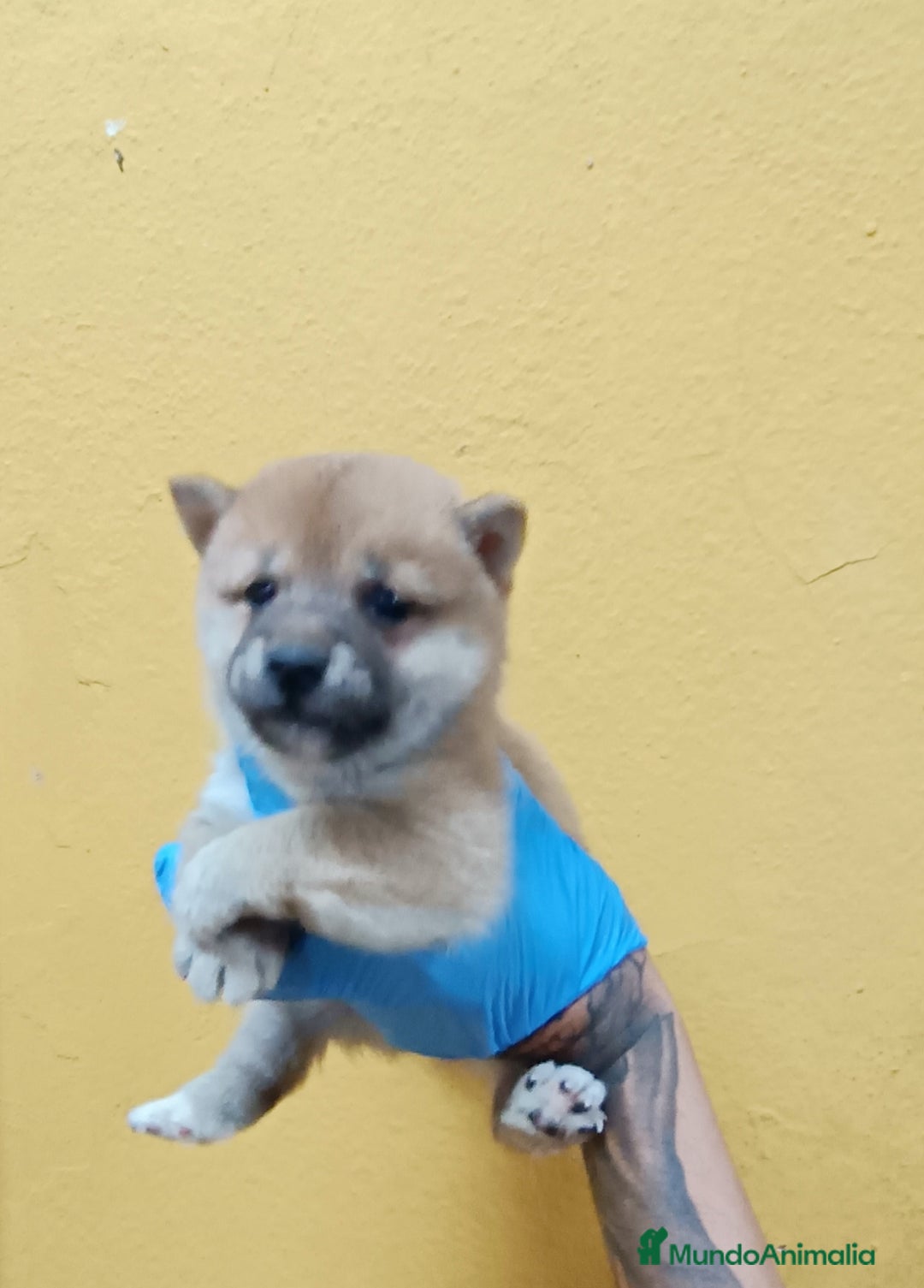 Shiba Inu perros en venta: Cachorros de Shiba Inu - Imagen 4