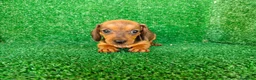 Teckel Miniatura perros en venta: teckel miniatura - Anuncio 16