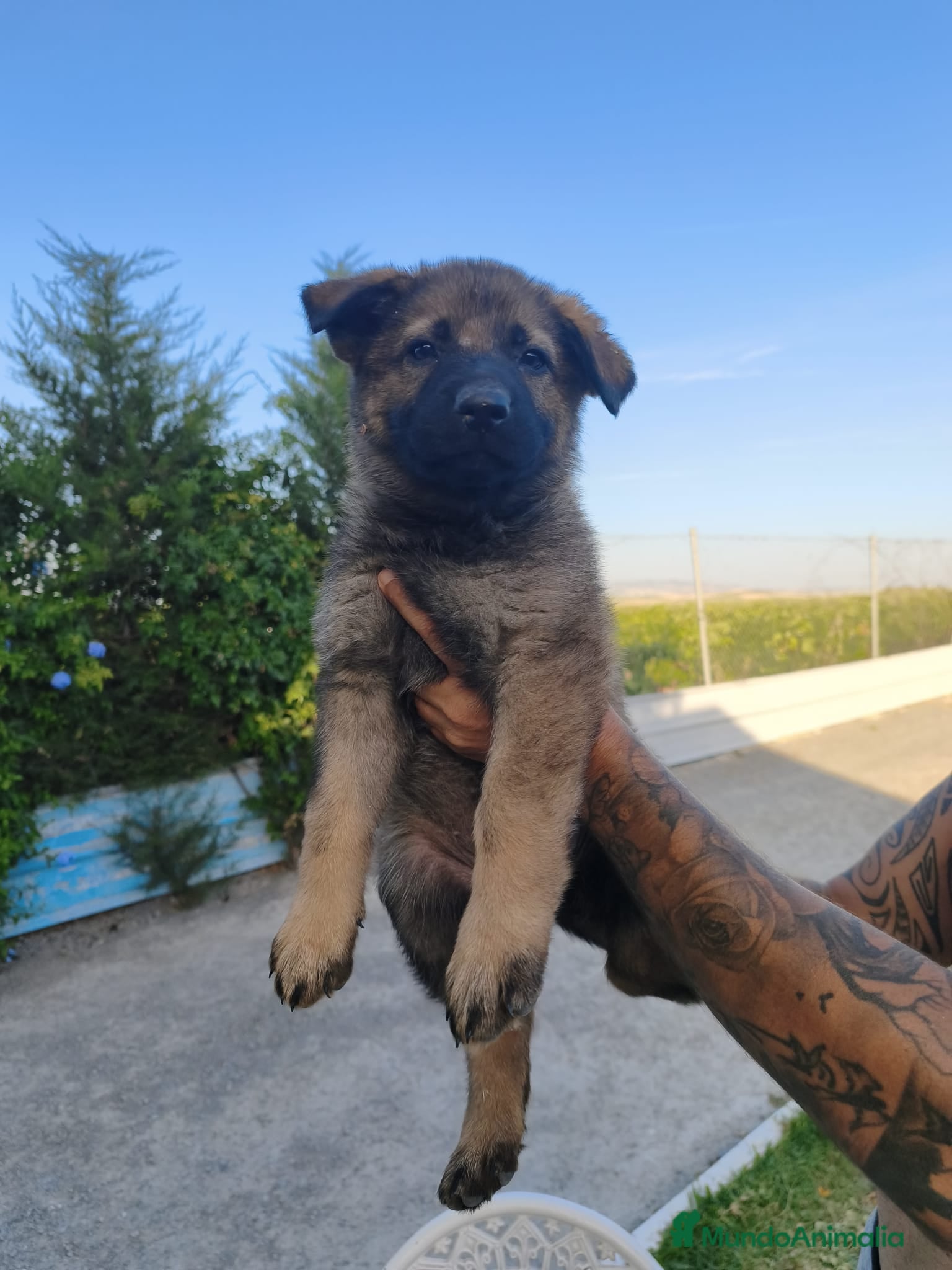 Pastor Alemán perros en venta: Disponible Pastores Alemanes de Trabajo  - Anuncio 3