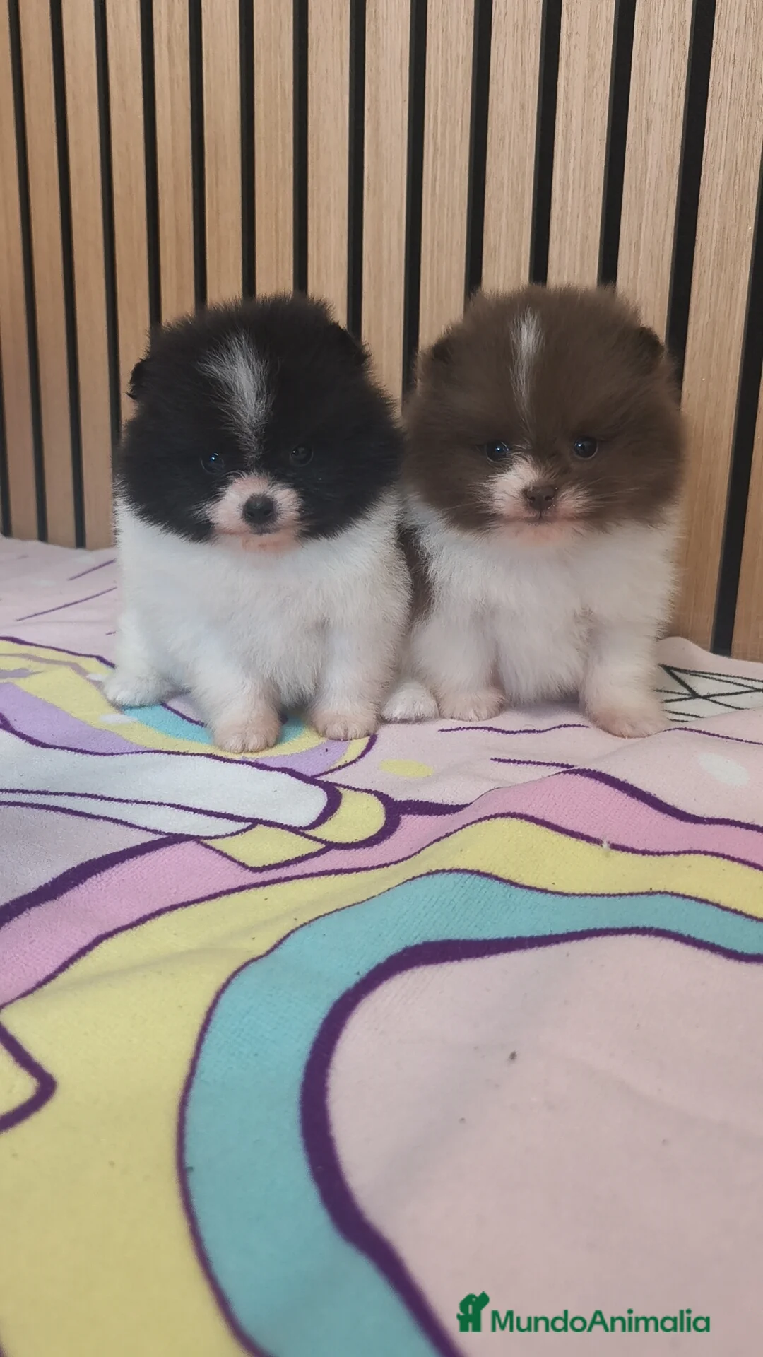 Pomerania perros en venta: Pomerania TOY Party ♀️♂️ - Anuncio 6