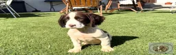 English Springer Spaniel perros en venta: Springer Spaniel Luca De Reverte - Anuncio 4