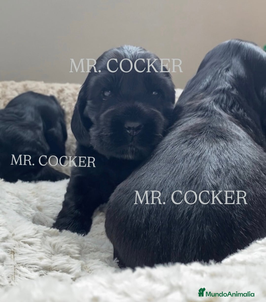 Cocker Spaniel Inglés perros en venta: CACHORRO COCKER SPANIEL INGLÉS  - Anuncio 6
