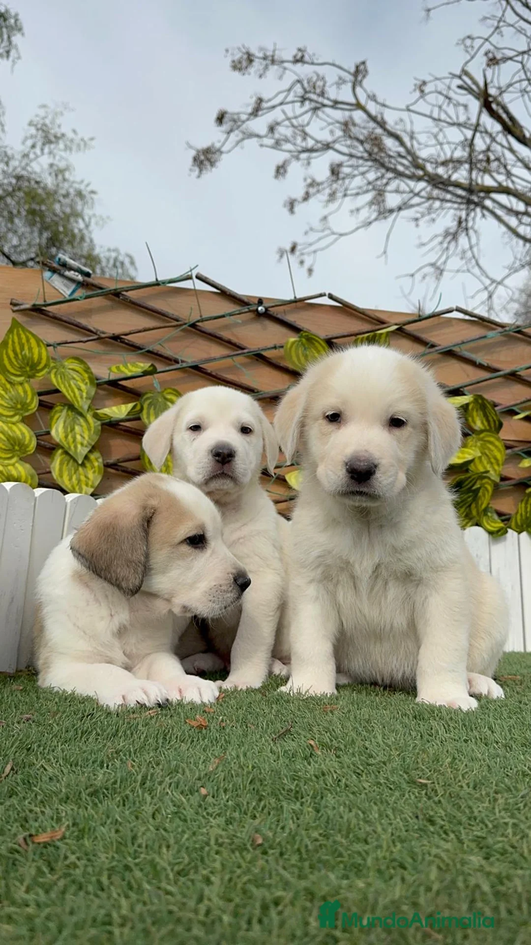 Mastín Español perros en venta: MASTIN ESPAÑOL MACHO - Anuncio 7