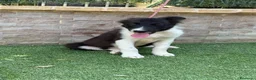Border Collie perros en venta: Cachorra Border collie  - Anuncio 5